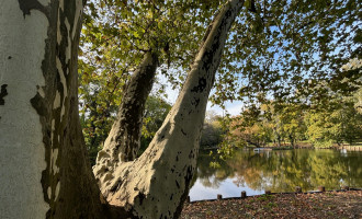 003_Platan s jazierkom.jpg